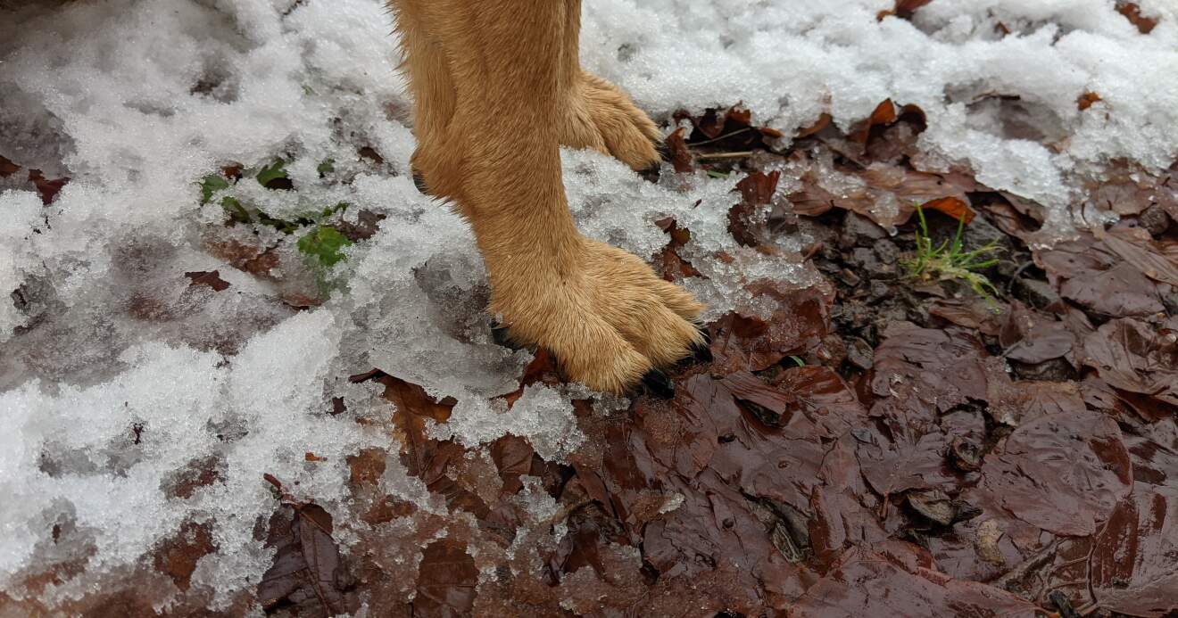 Titelbild: Wintertipps für Hunde Nr. 1 - Pfotenpflege