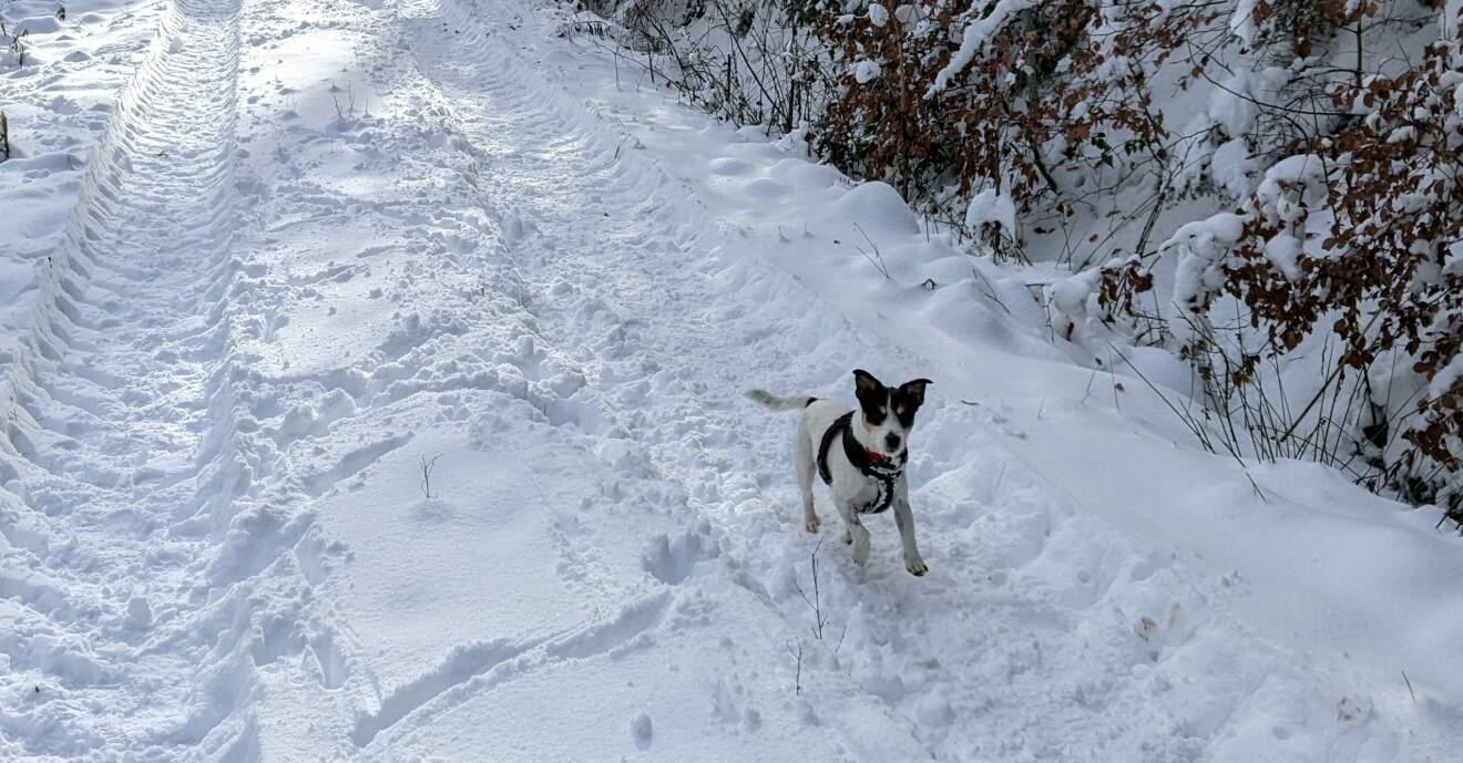Wintertipps für Hunde Nr. 2 - Schneefressen