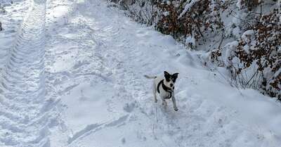 Wintertipps für Hunde Nr. 2 - Schneefressen PXL-20211212-103123148-2.jpg